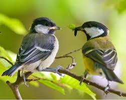 Image result for Kohlmeise vogelhouse