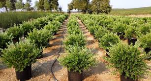 Image result for Olea europaea