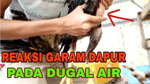 Rasa nyeri yang ditimbulkan bisa menjalar di seluruh bagian dada hingga tembus ke punggung belakang. Tanpa Operasi Dugal Air Sembuh Total Dengan Garam Dapur Youtube