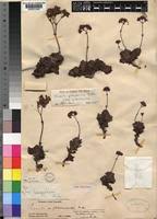 Image result for Crassula globularioides