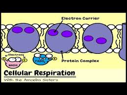 Cellular Respiration And The Mighty Mitochondria Science Cells Teaching Biology Biology Lessons
