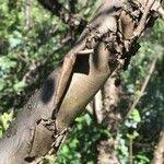 Image result for Heteromorpha arborescens