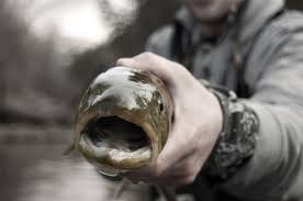 Bull Trout Bullies Montana Wild Czech Nymph Winter Fly Fishing Rivers Missoula 5wt Deep Pools Runs Orvis Boughton Fly Fishing Female Angler Bull