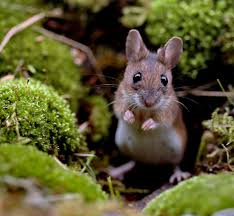 Http Img Fotocommunity Com Sie Macht Auch Maennchen D876c91d 679e 4adf A91f 915f51534e44 Jpg Width 1000 Animals Field Mouse Hamster