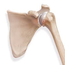 Patient Education In Orthopedic Surgery Orthoillustrated