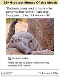 26 Greatest And Funny Memes Of This Month Ladnow Funny Animals Cute Funny Animals Funny Memes