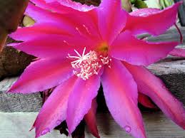 Read on to learn how every part of the cactus plant has become optimized for desert survival. Getting Orchid Cactus To Bloom Orchid Flowers