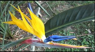 Image result for Strelitziaceae