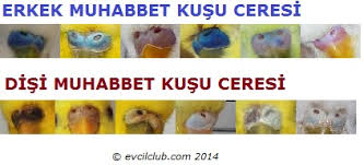 Kayserimuhabbetkuslar