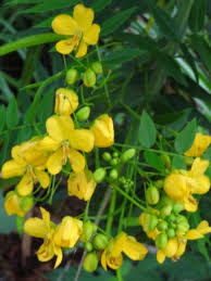 Image result for Senna floribunda