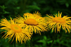 Image result for Inula