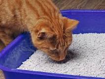 Las 5 Mejores Arenas para Gatos [Tipos y Comparativa ...