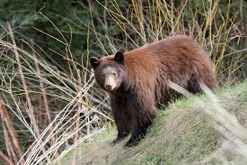 The Cinnamon Bear Is A Color Phase Of The American Black Bear Native To Colorado New Mexico Idaho Montana Washing American Black Bear Bear Wildlife Nature
