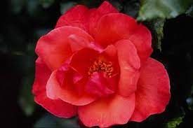 صورة وردة حمراء بدقة عالية photo hd flower pictures amazing flowers flowers