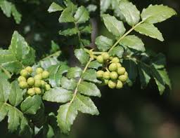 Image result for Zanthoxylum