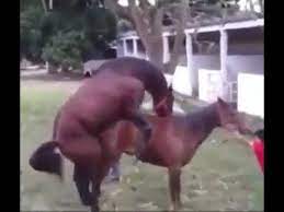 Doga yoga yoga dengan anjing kesayangan, proses kawin silang kuda pacu dengan kuda thoroughbred || berkah stud & racing stable || bukittinggi, tak ada hukum perlindungan hewan, negara bagian as tak bisa ringkus pria yang cabuli kuda Kuda Kawin Youtube