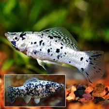 Black And White Spotted Saltwater Fish Aquarium Fish Advisor Aquarium Fish Fresh Water Fish Tank Pet Fish