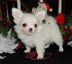 5 miles 10 miles 25 miles 50 miles 100 miles 200 miles 500 miles. Chihuahua Puppies For Sale In Chicago Il Petsidi