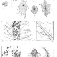 Image result for Englerodendron mengei