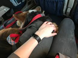 Check spelling or type a new query. Flying With An Emotional Support Animal Esa What You Need To Know
