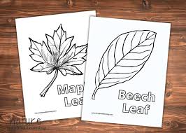 Whether you go with a traditional evergreen or a homemade mini christmas tree, we have several decorating ideas for tabletop christmas. Fall Leaf Coloring Pages Perfect For Autumn Nature Inspired Learning