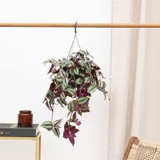 Image result for Tradescantia zebrina