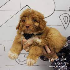 954puppies Com Affordable Financing Available Florida S Largest Puppy Store Open 11am 9pm 365 Days A Year Puppy Store Puppies Pembroke Pines