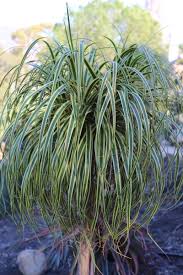 Image result for Beaucarnea recurvata