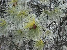 Ponderosa Pine This Is A Wonderful Tree And So Ancient When You Meet One With Her Orange Bark That Breaks Apart Into Magi Ponderosa Pine Beautiful Magical Cauti producatorul worlds apart si produsele comercializate de acesta in romania? pinterest