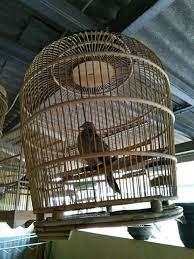 We did not find results for: Jual Burung Tekukur Atau Derkuku Kelantan Kuk 2 Langka Kota Pontianak Wijaya4store Tokopedia