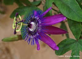 Image result for Passifloraceae