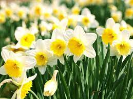 19 Poisonous Plants To Dogs And Cats Toxic Flowers Can Kill Your Pet Daffodils Planting Plants Poisonous Plants