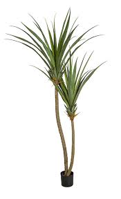 Image result for Pandanus sp. A