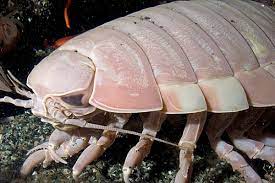 I live in virginia if that helps, and i have a couple kinds. Giant Isopod Online Learning Center Aquarium Of The Pacific