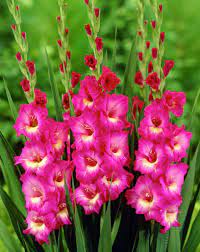 Ornamental Plants Gladiolus Flower Gladiolus Bulbs Bulb Flowers