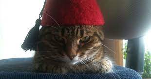 I Wear A Fez Now Fez S Are Cool Cats Cat Hat Cats With Hats