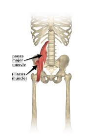 Forces in muscles and joints are largest when their load is a long distance from the joint, as the the three major acting forces are shown. The Psoas Muscle Where It Attaches And Its Function Yoganatomy