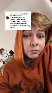 Crows Protecting Chickens