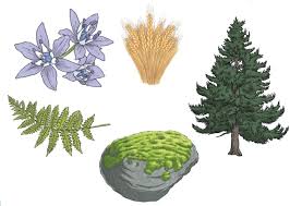 Classification based on flower branches, clusters and inflorescences. What Is The Classification Of Plants Answered Twinkl Teaching Wiki