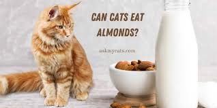 Can Cats Eat Almonds Know All The Important Reasons