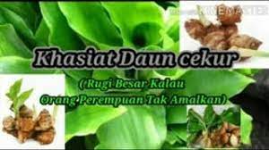 Khasiat daun sirsak untuk mengatasi hama wereng. Khasiat Daun Cekur Youtube