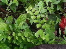 Image result for Adiantum soboliferum