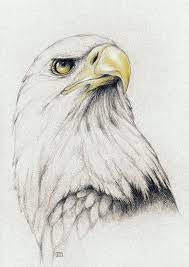 Bald Eagle Drawing Eagle Art Bald Eagle Art Animal Drawings