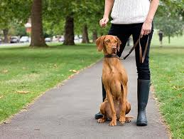 Bellevue pet sitters serves most of the bellevue, washington eastside, including mercer island, bellevue, redmond, kirkland, newcastle and issaquah.for more information about the neighborhoods we service, see our service area page. Choosing A Pet Sitter Petfinder