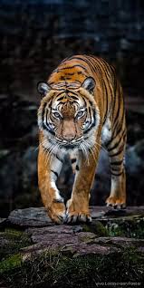  Pin By R Kumar On Animals Hd Wallpaper Comic Animal Animals Amazing Wild Cats