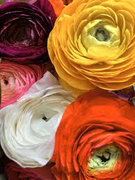 Take it from a shark tank investor whose mind was totally changed by the bouqs co. Pin On Flower Garden