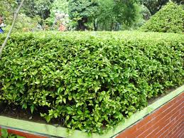 Tanaman dari jenis caladium ini punya daun mengkilap yang berwarna hijau pekat. 20 Jenis Tanaman Hias Untuk Taman Minimalis Jasa Tukang Taman Jakarta Desain Kreatif Profesional