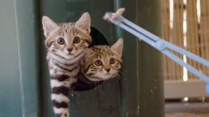 For the best bengal kittens for sale and bengal cats for sale, contact us: San Diego Zoo Kittens Show Their Carnivorous Side Cbs8 Com
