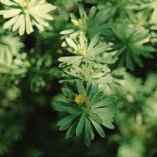 Image result for Surianaceae