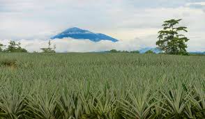 Leer sobre costa rica en wikipedia. Costa Rica Will Go All In On Pineapple Exports But Is That A Good Thing